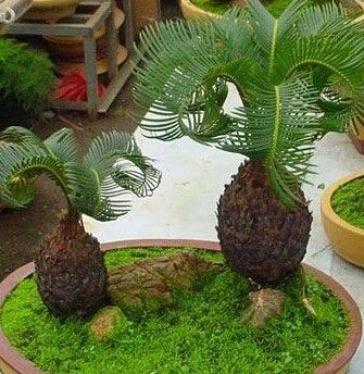 搬家風(fēng)水植物